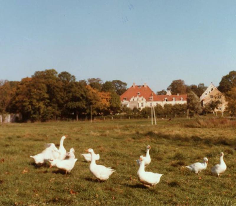 Landschaft Wiese mit Gänsen
